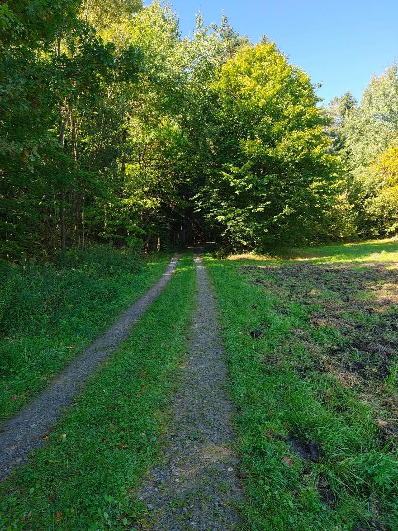 Bączal Dolny 116 ar przy lesie