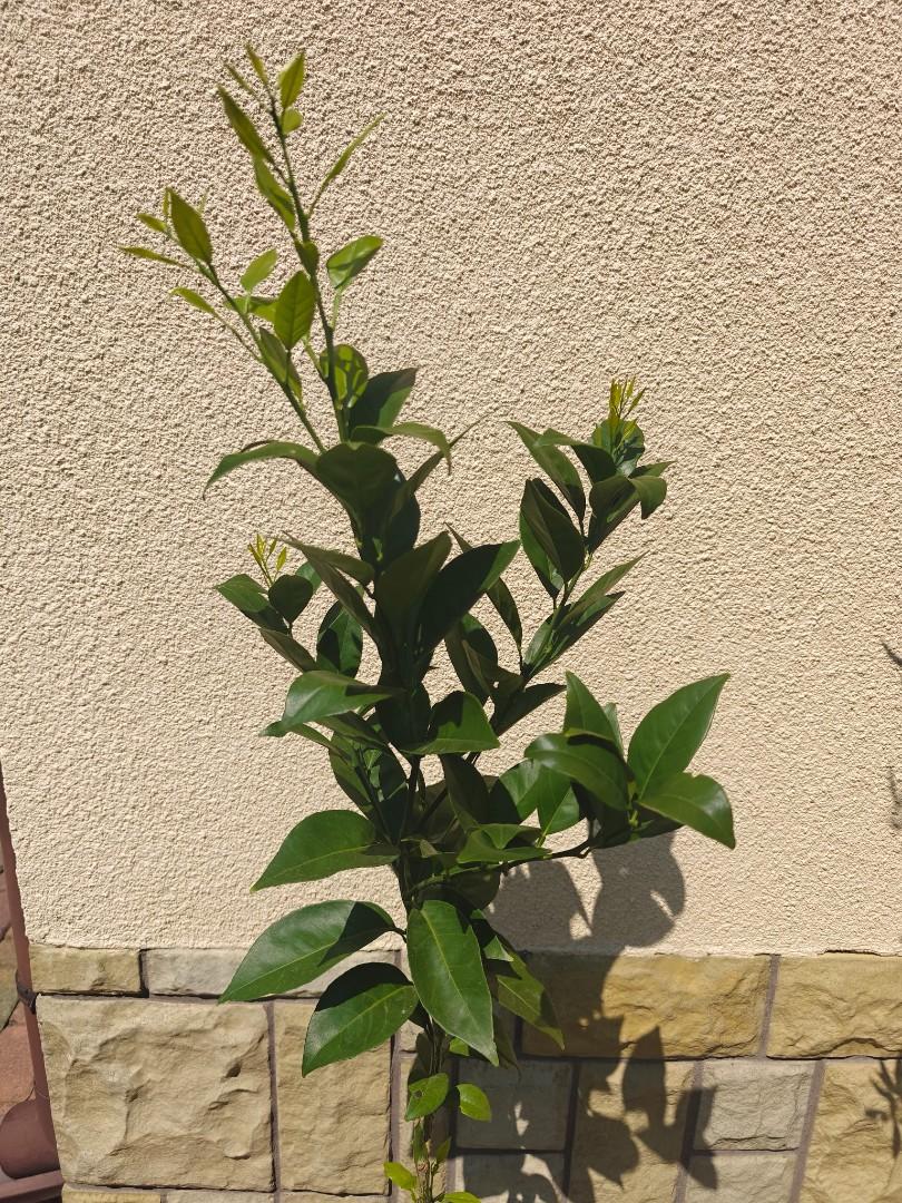 Sprzedam drzewko cytryny