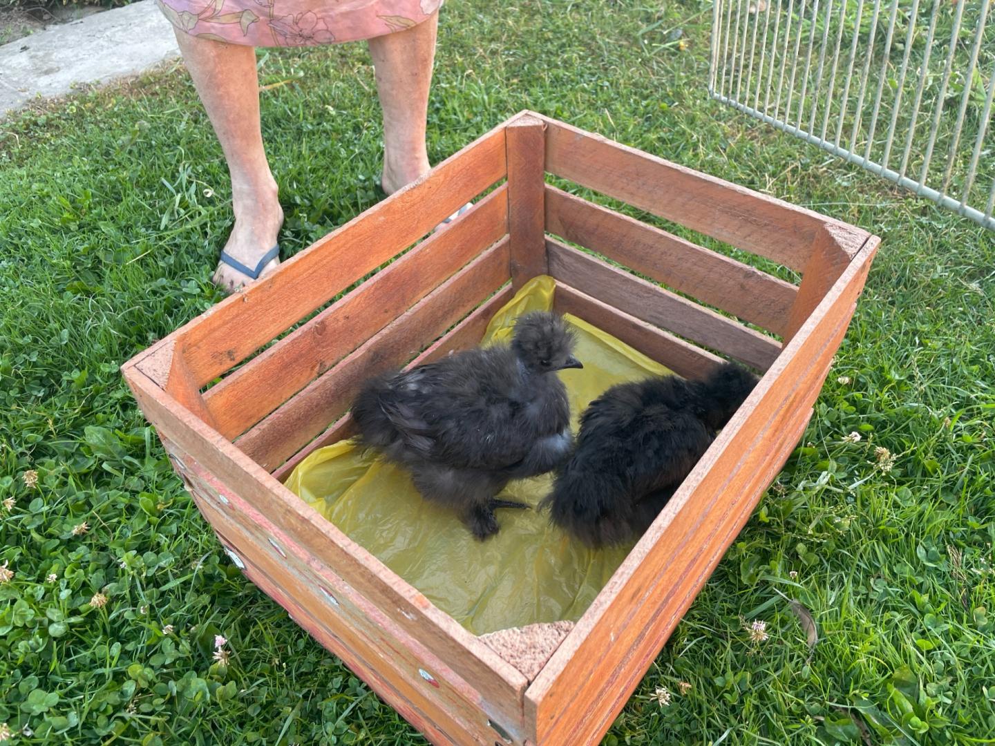 kury silka silki 4 szt, 4mieś, płeć nieznana