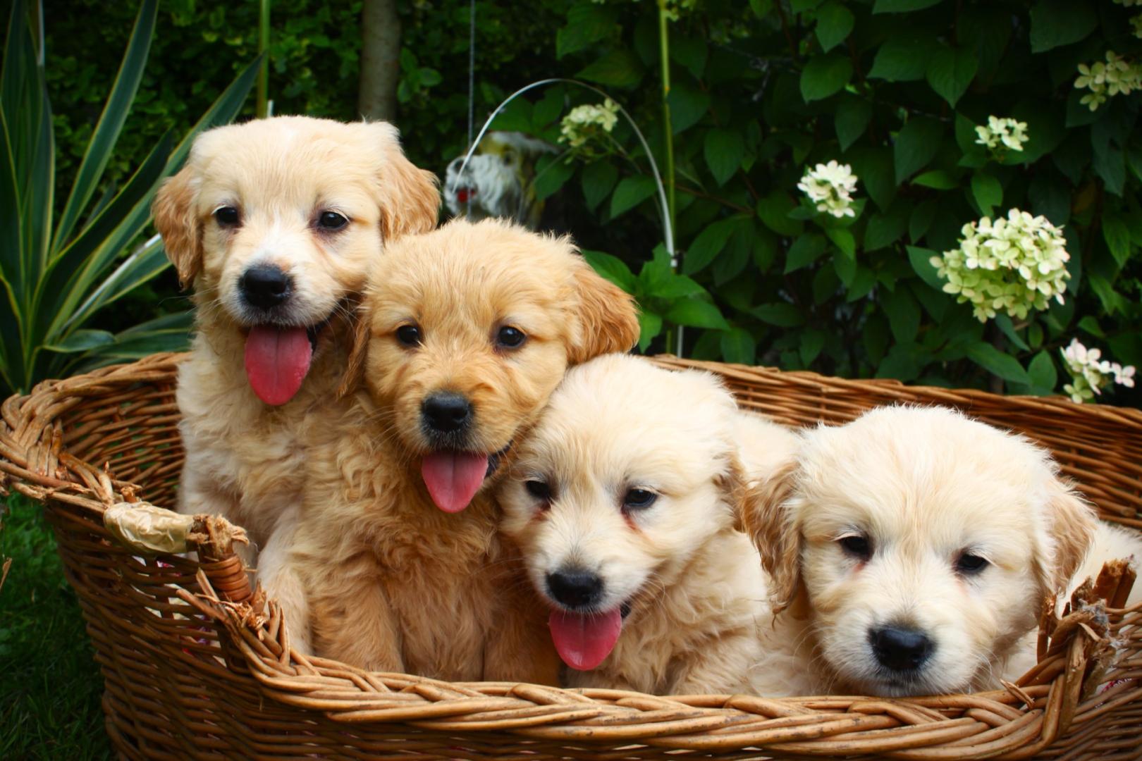 Golden retriever szczeniaki 8 tygodni