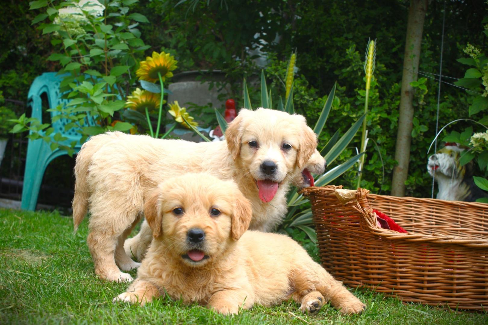 Golden retriever szczeniaki 8 tygodni