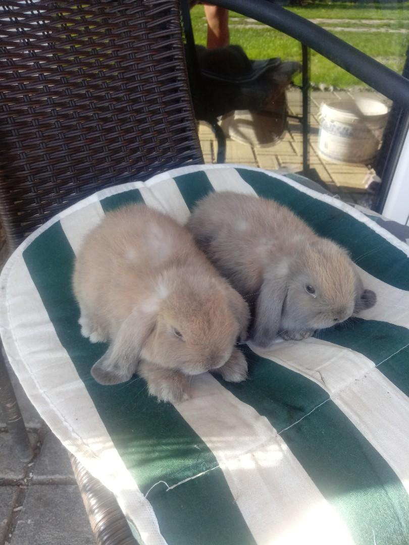 Mini lop- kroliki miniaturowe