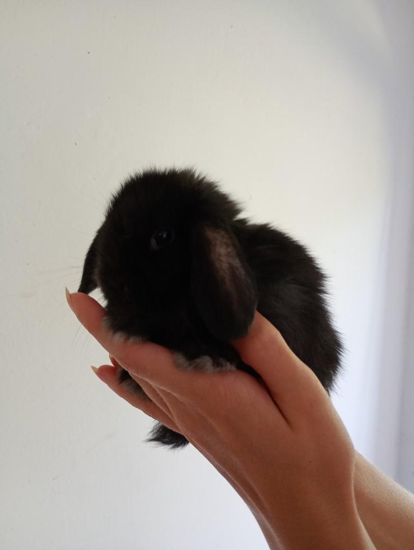 Mini lopki