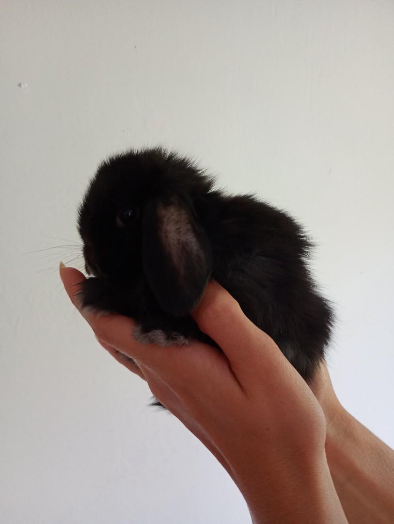 Mini lopki