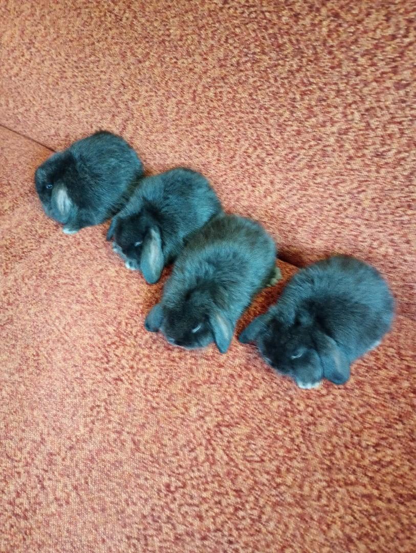 Mini lopki