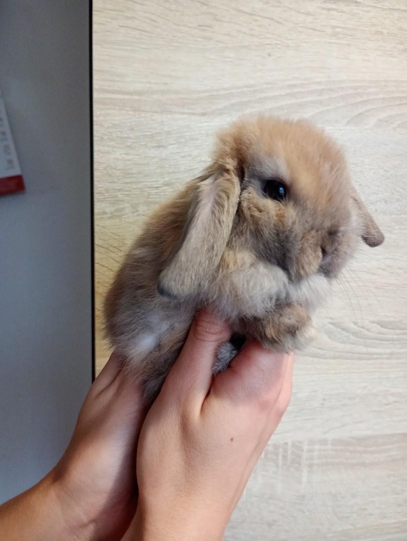 Mini lopki
