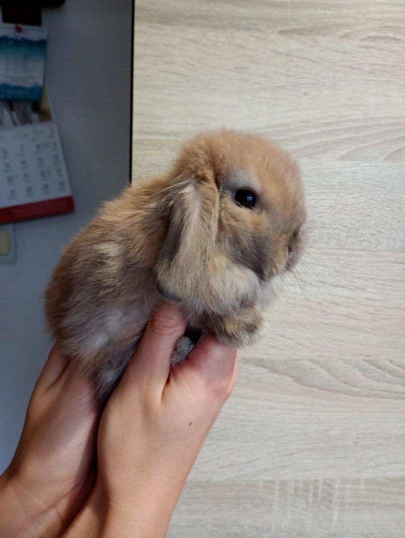 Mini lopki