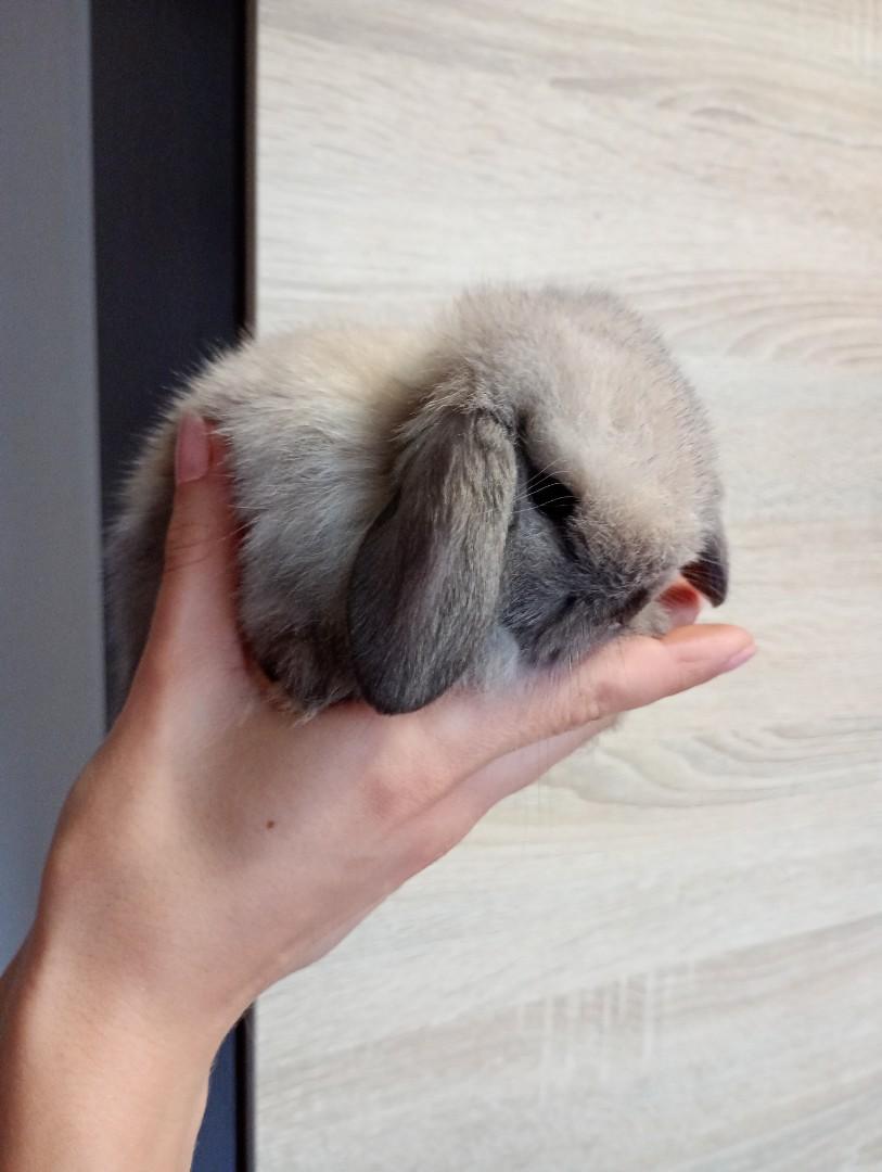 Mini lopki