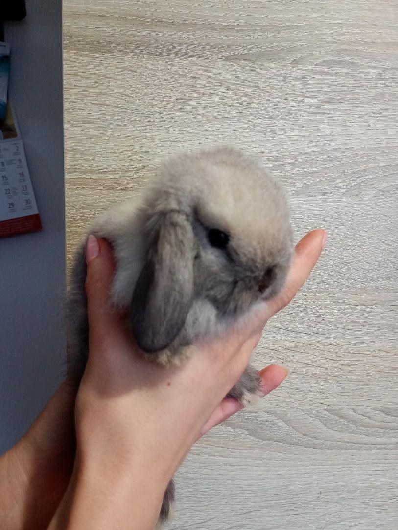 Mini lopki