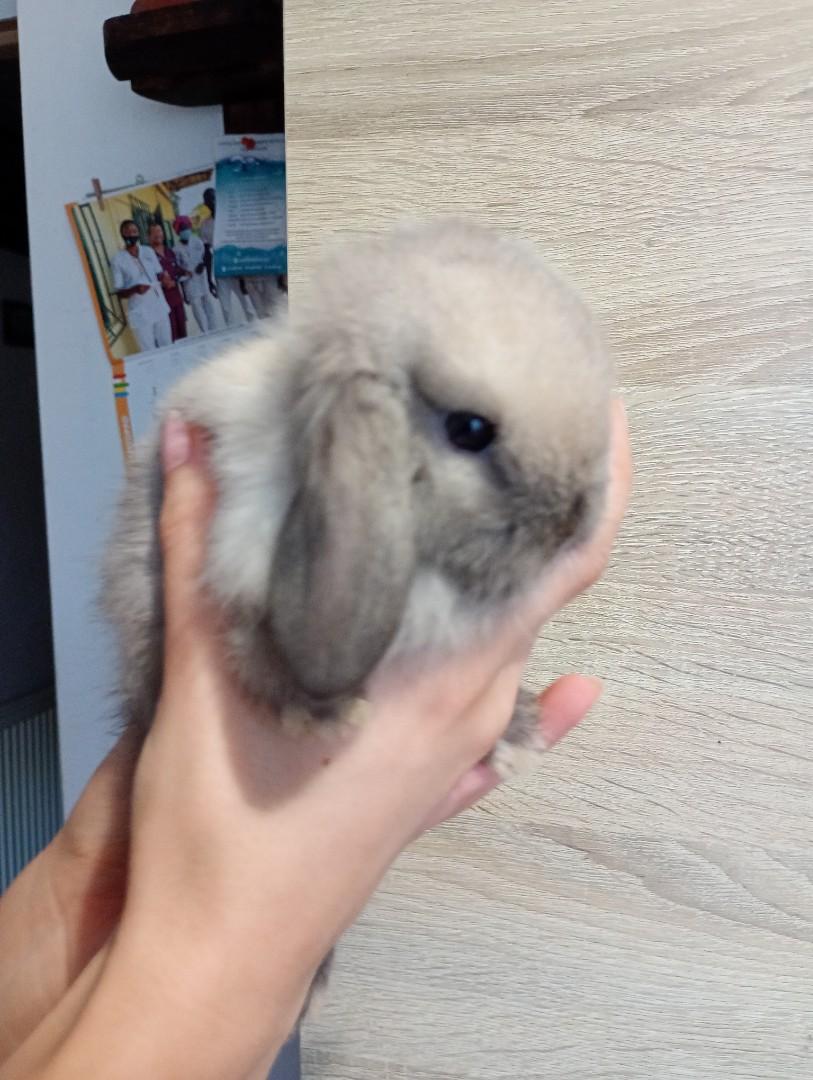 Mini lopki