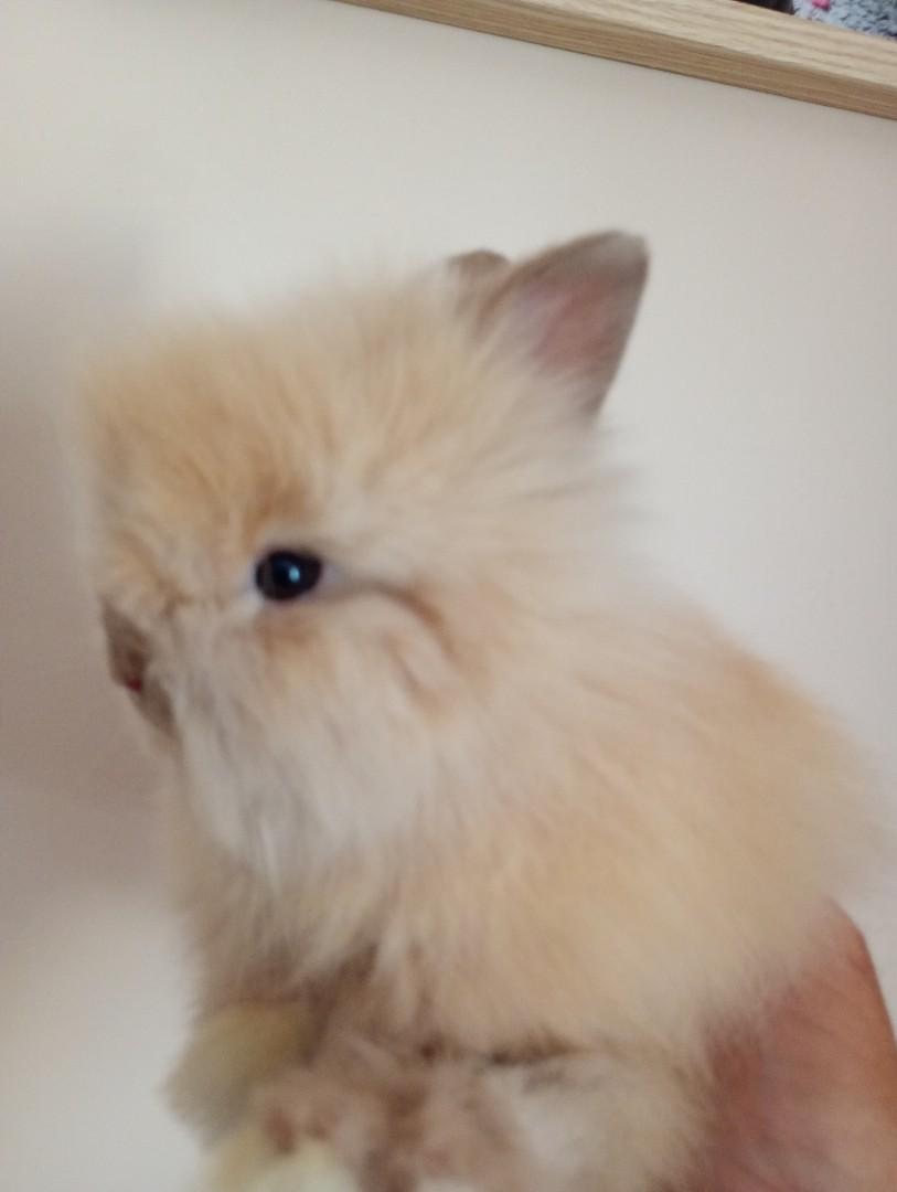 Króliki mini teddy