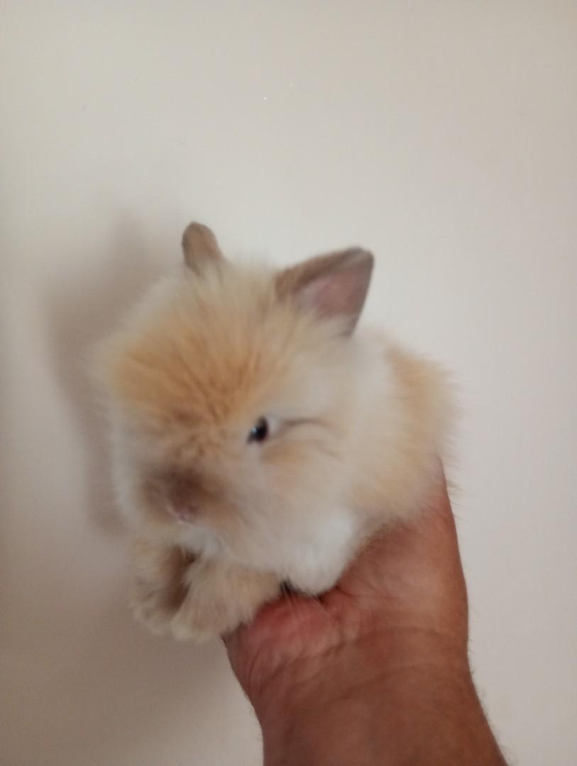 Króliki mini teddy
