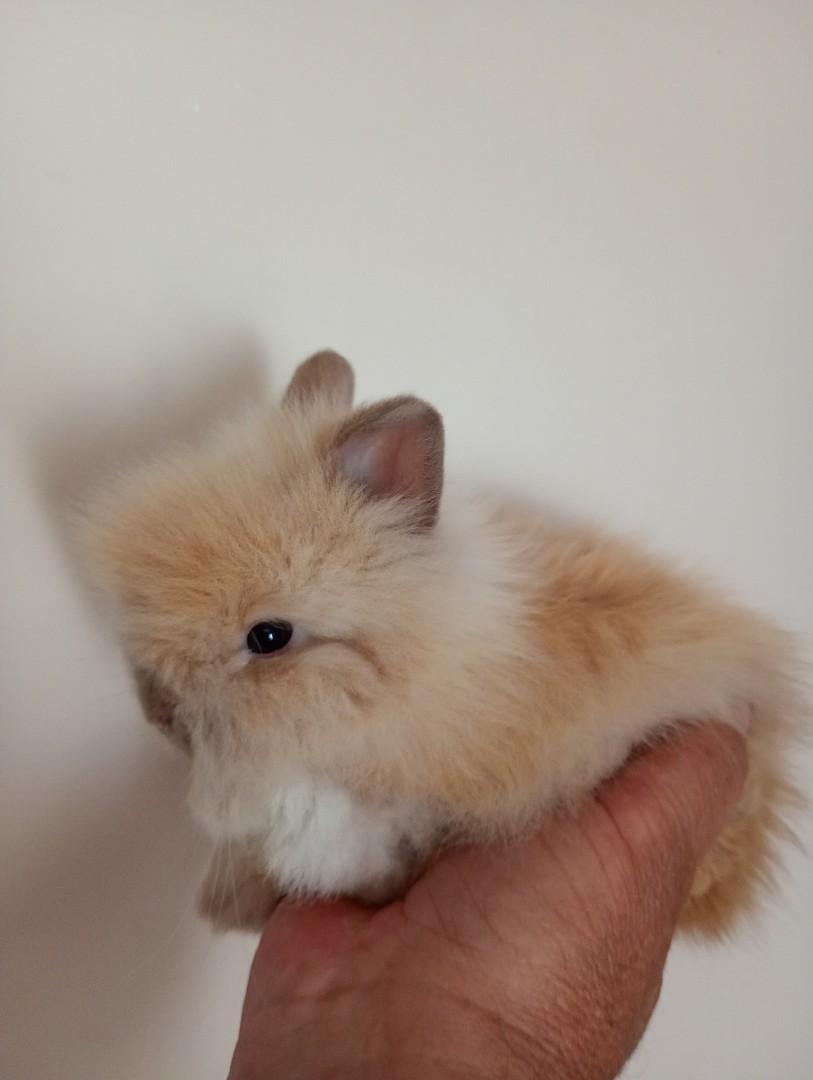 Króliki mini teddy