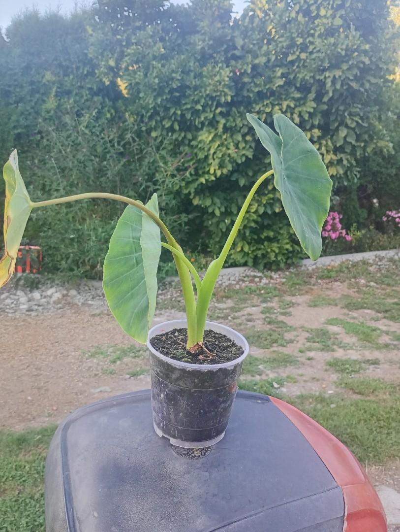 Colocasja