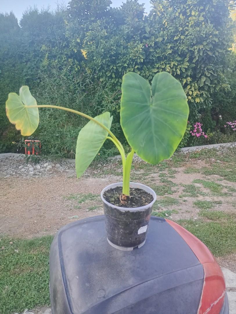 Colocasja