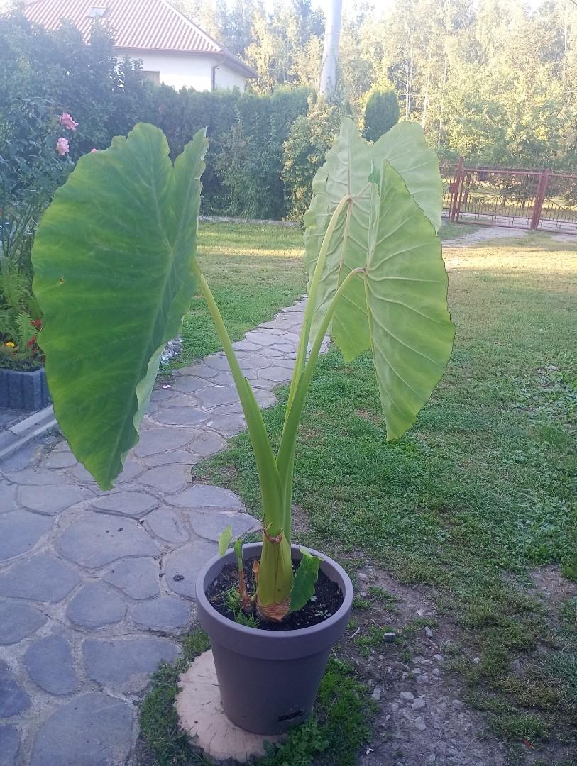 Colocasja