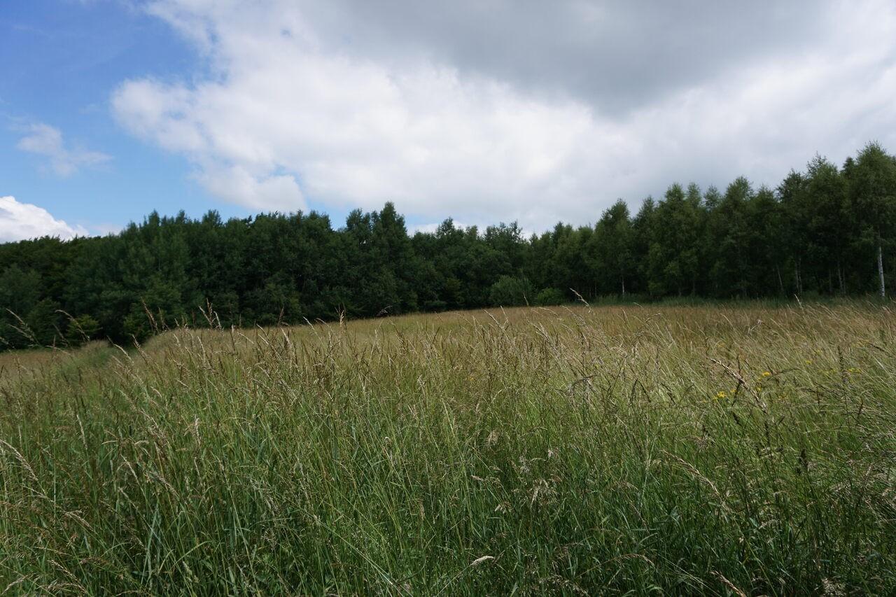 Sprzedam dwie sąsiadujące z sobą działki rolne w Łysej Górze .