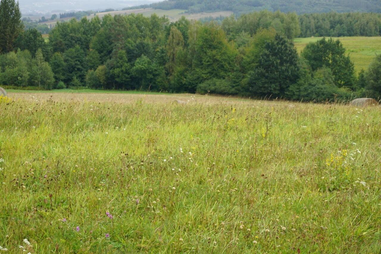 Sprzedam działkę z MPZP w Łajscach gm. Tarnowiec pow. Jasło