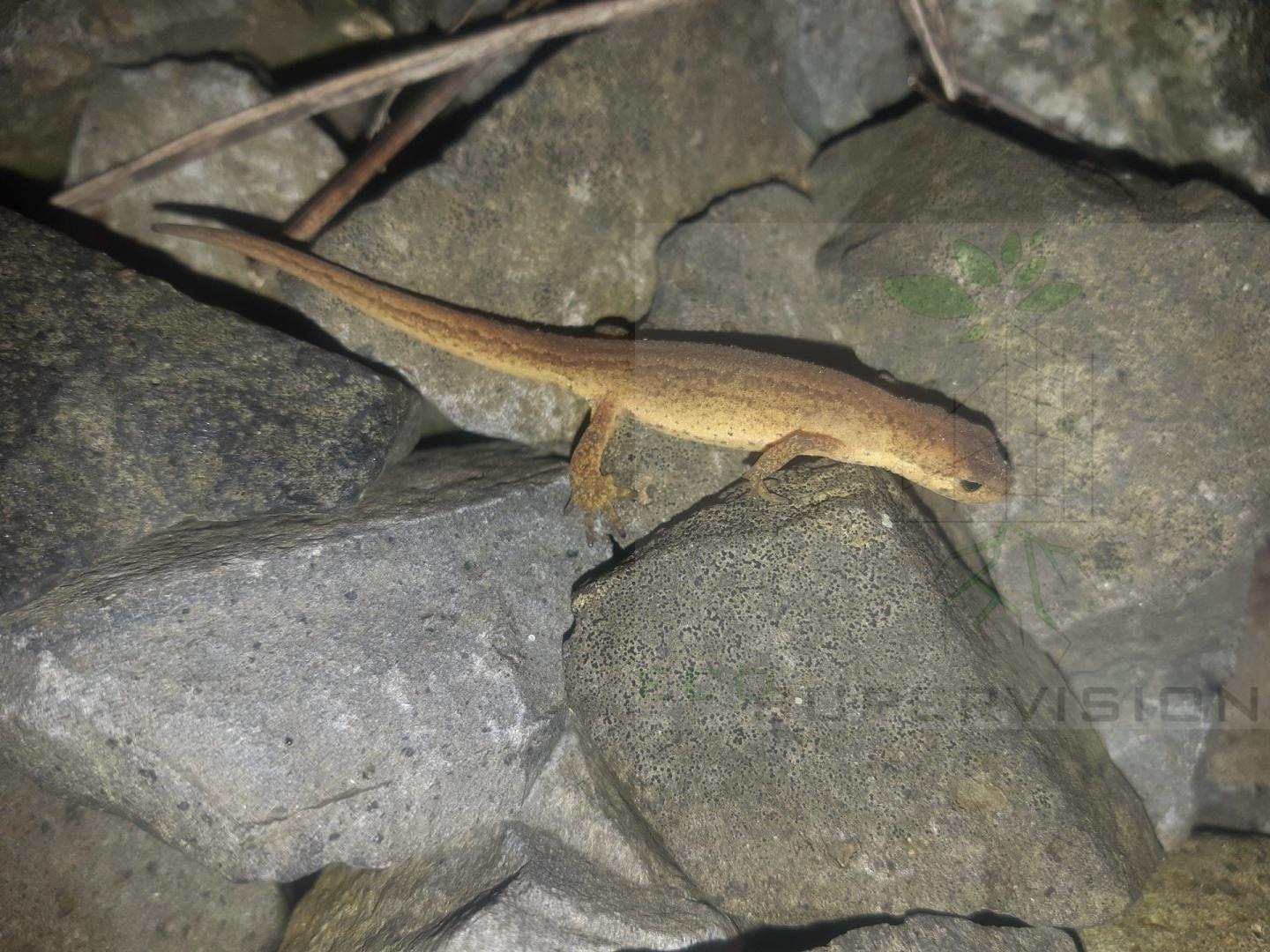 Ekspertyzy przyrodnicze. Ornitolog herpetolog