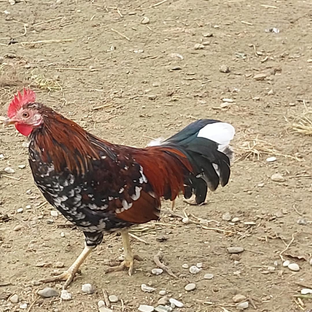 Koguty liliputy