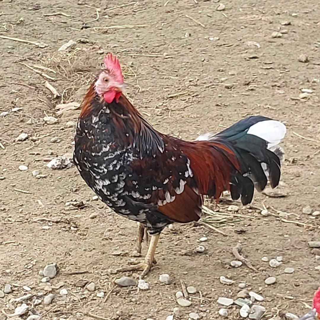 Koguty liliputy
