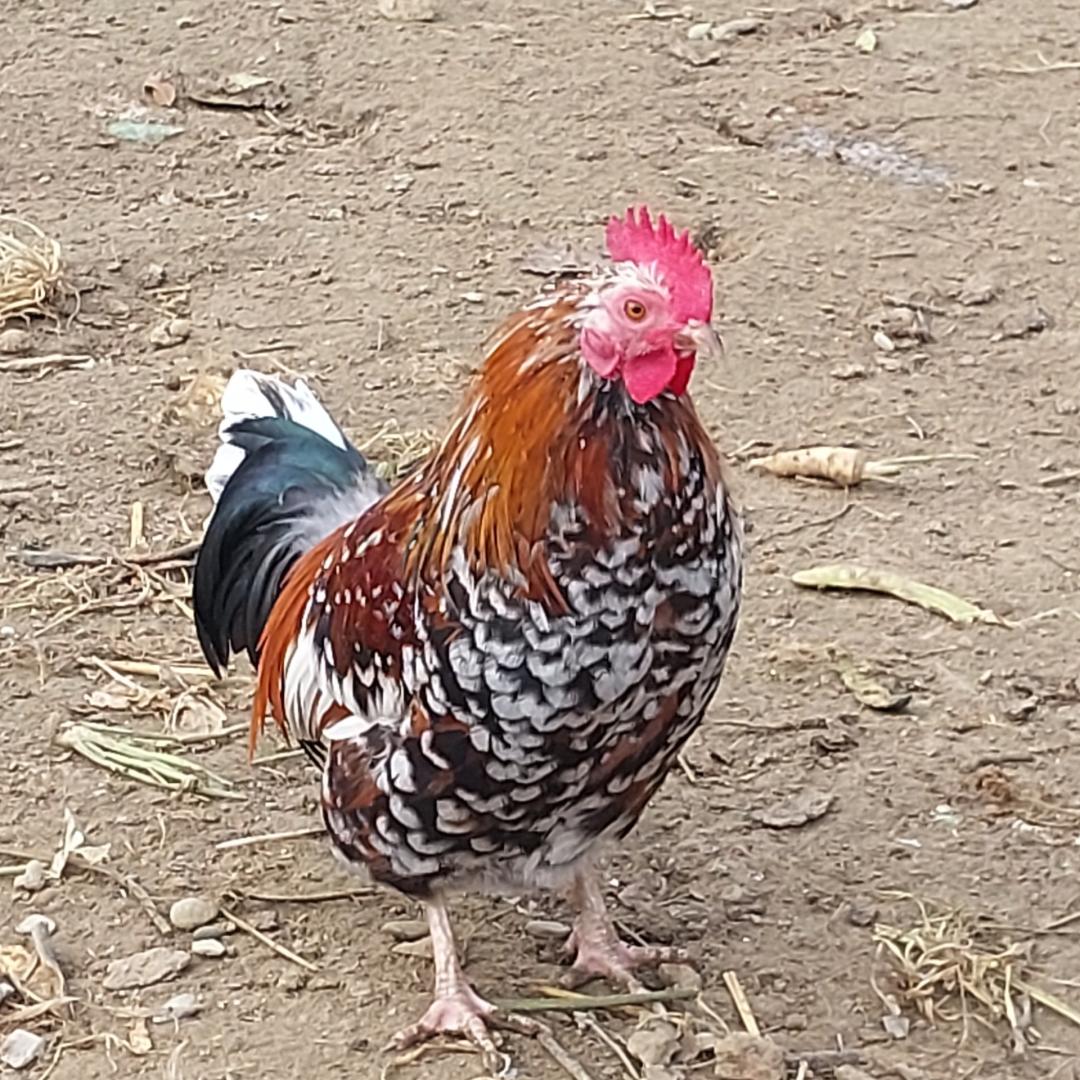 Koguty liliputy
