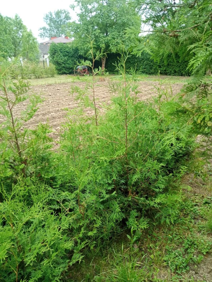 Tuje na żywopłot