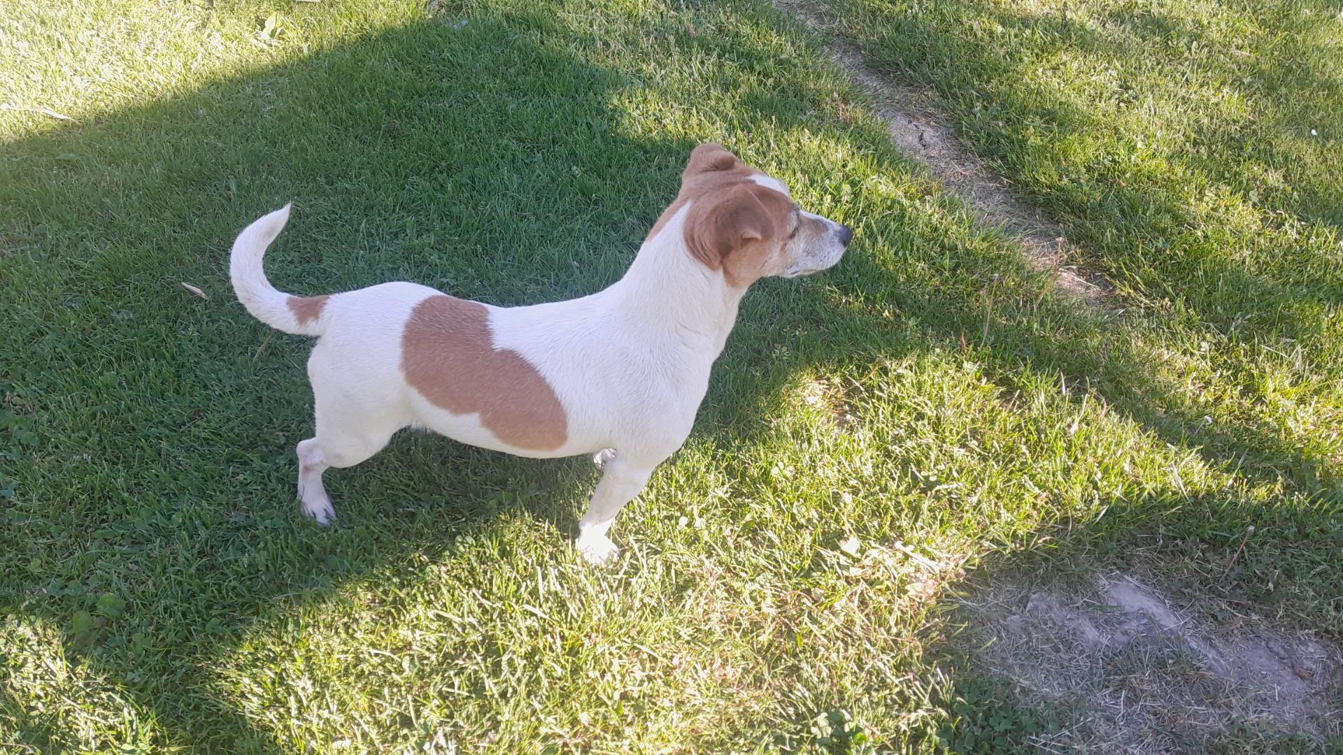 Oddam Jack Russell Terrier suczkę