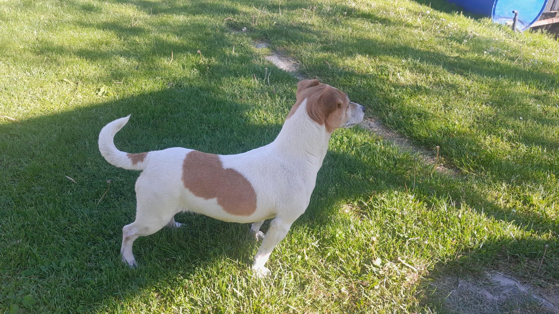 Oddam Jack Russell Terrier suczkę