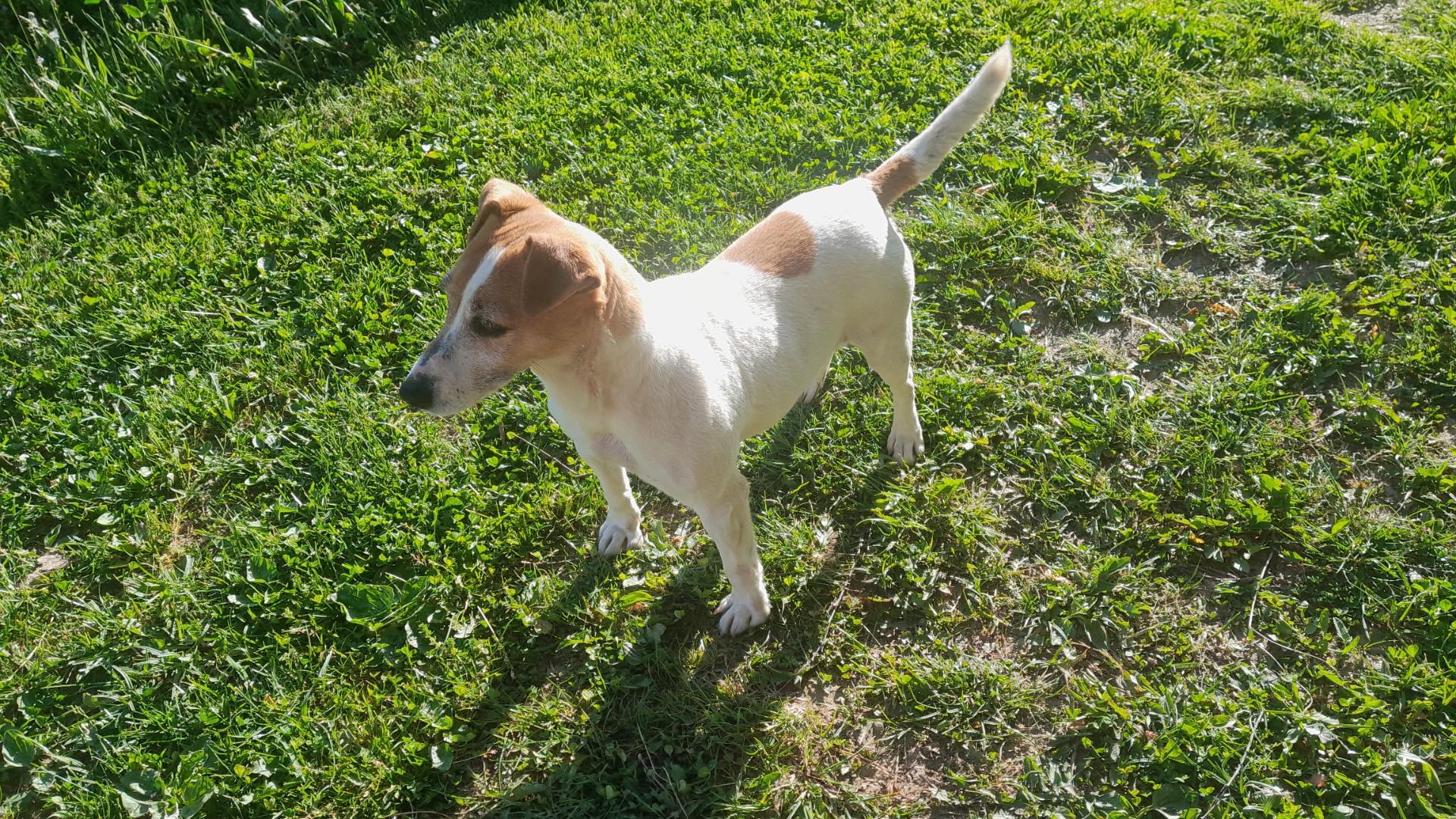 Oddam Jack Russell Terrier suczkę