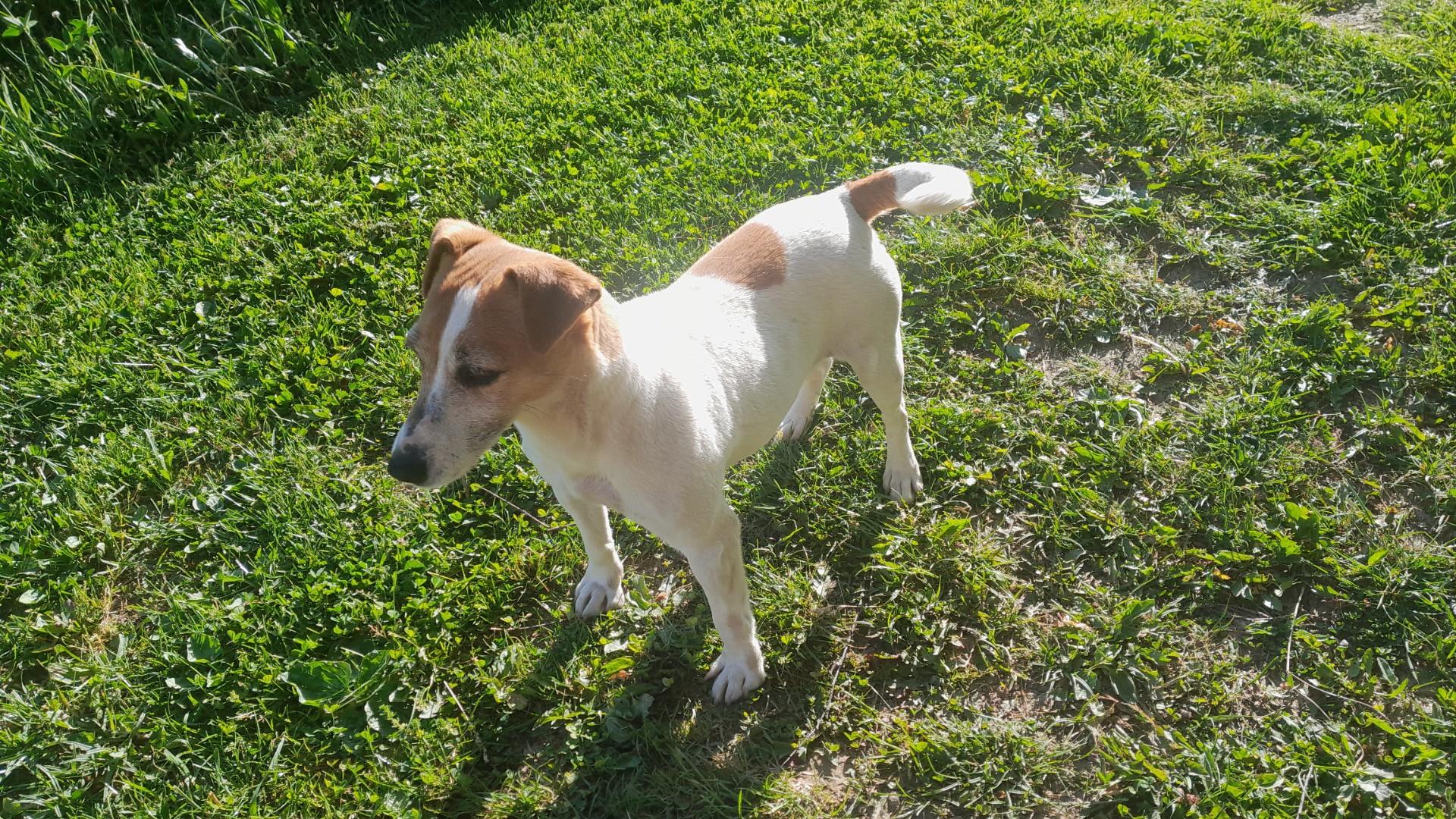 Oddam Jack Russell Terrier suczkę