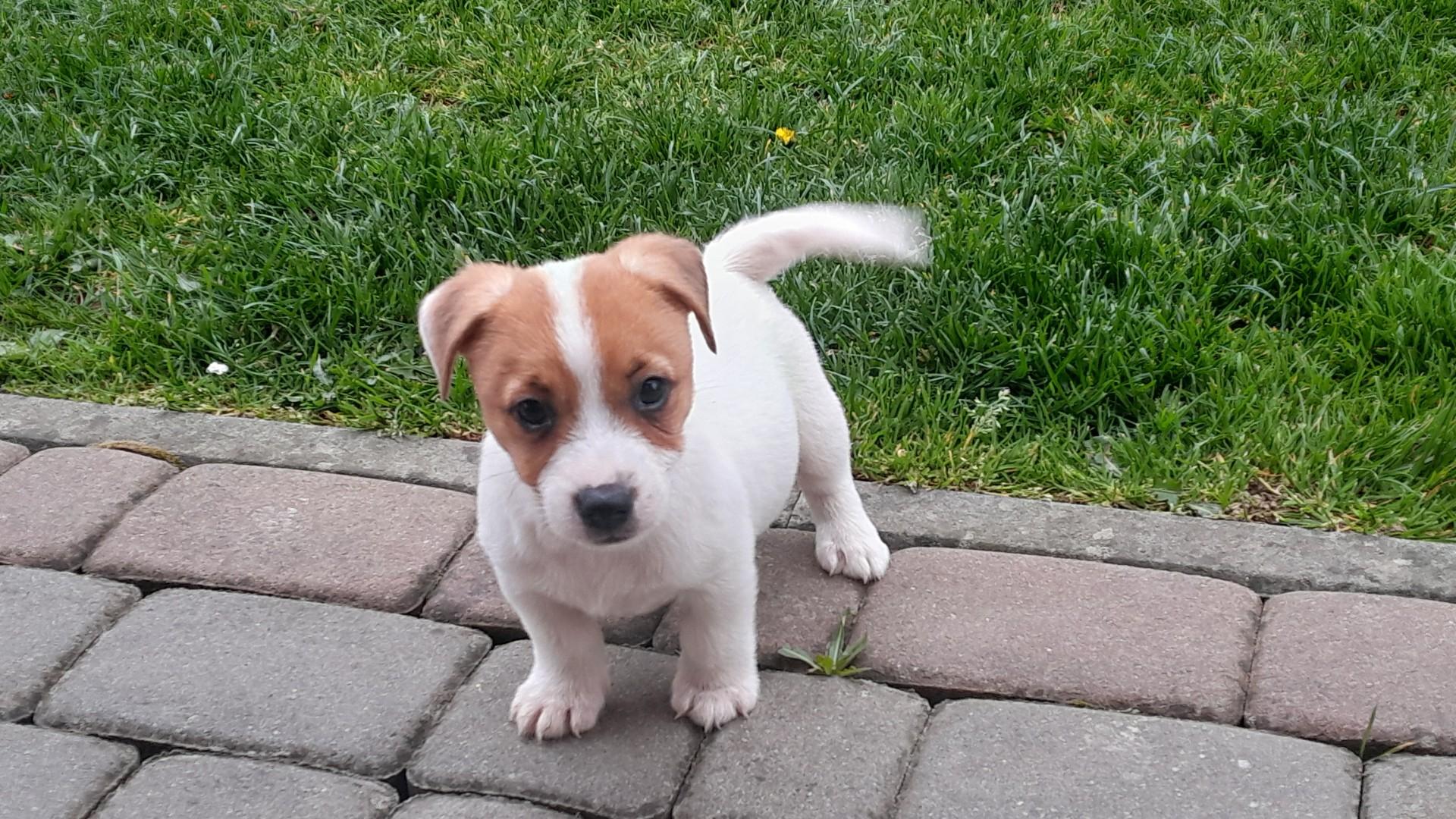 Jack Russell Terrier piesek