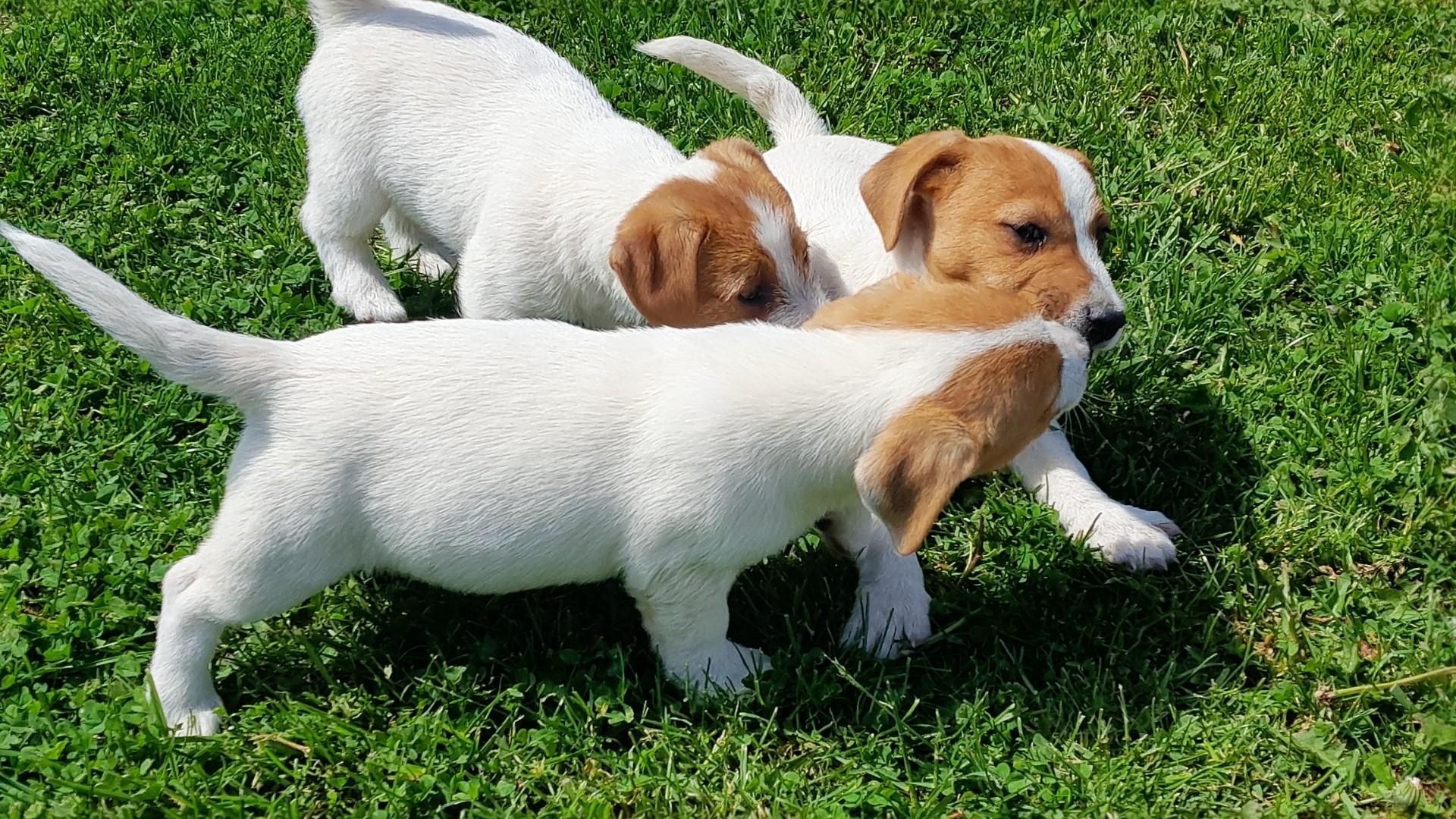 Jack Russell Terrier piesek