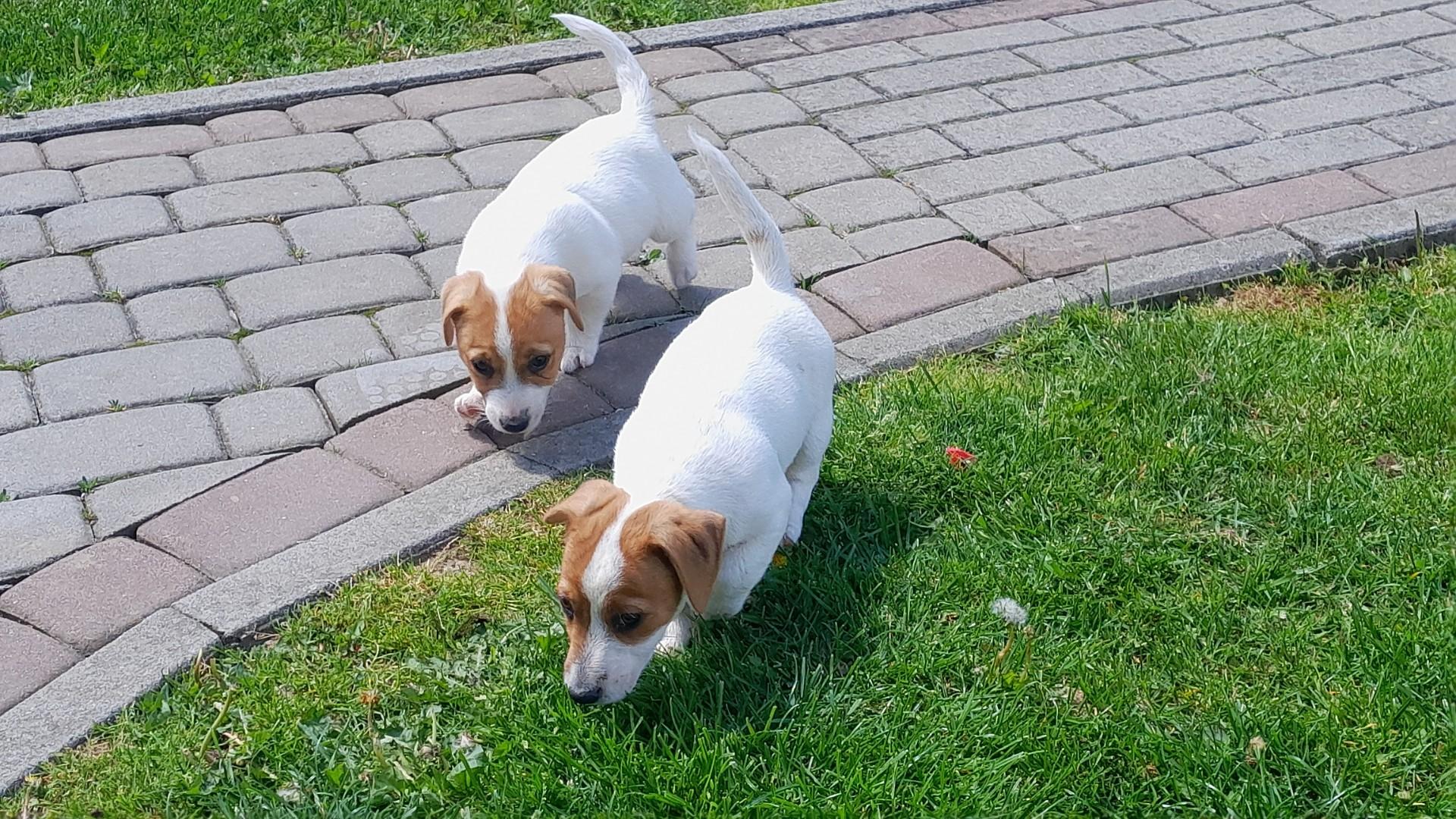 Jack Russell Terrier piesek