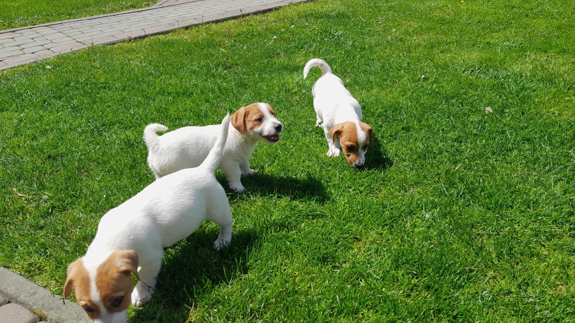 Jack Russell Terrier piesek