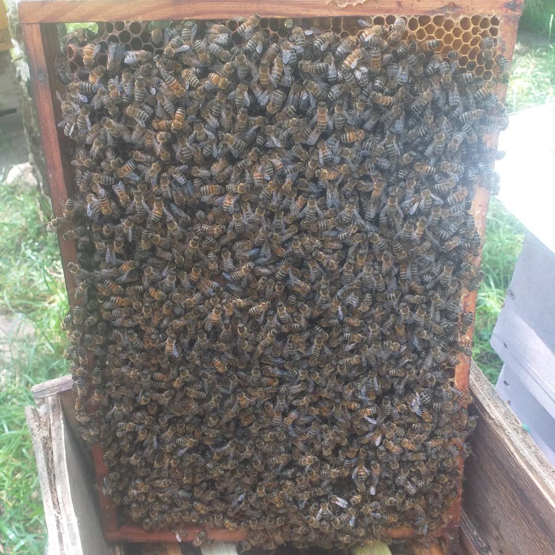 Odkłady pszczele 6 ramkowe