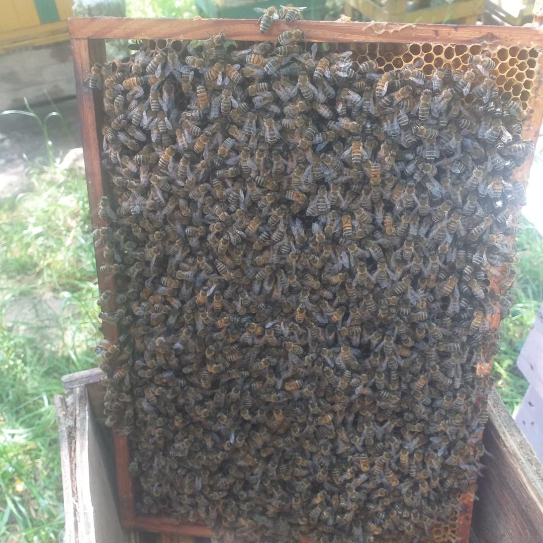 Odkłady pszczele 6 ramkowe