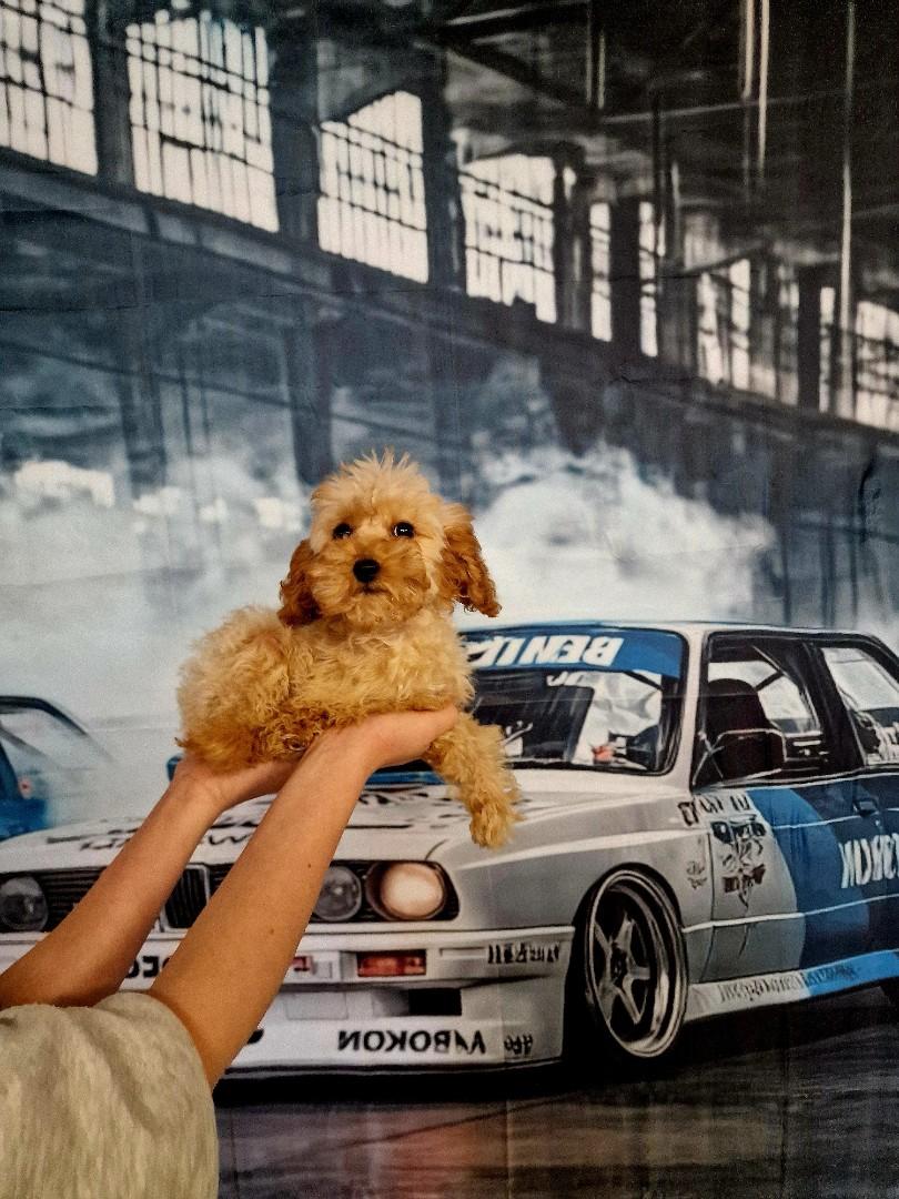 Pudel toy 4miesieczny z dokumentami