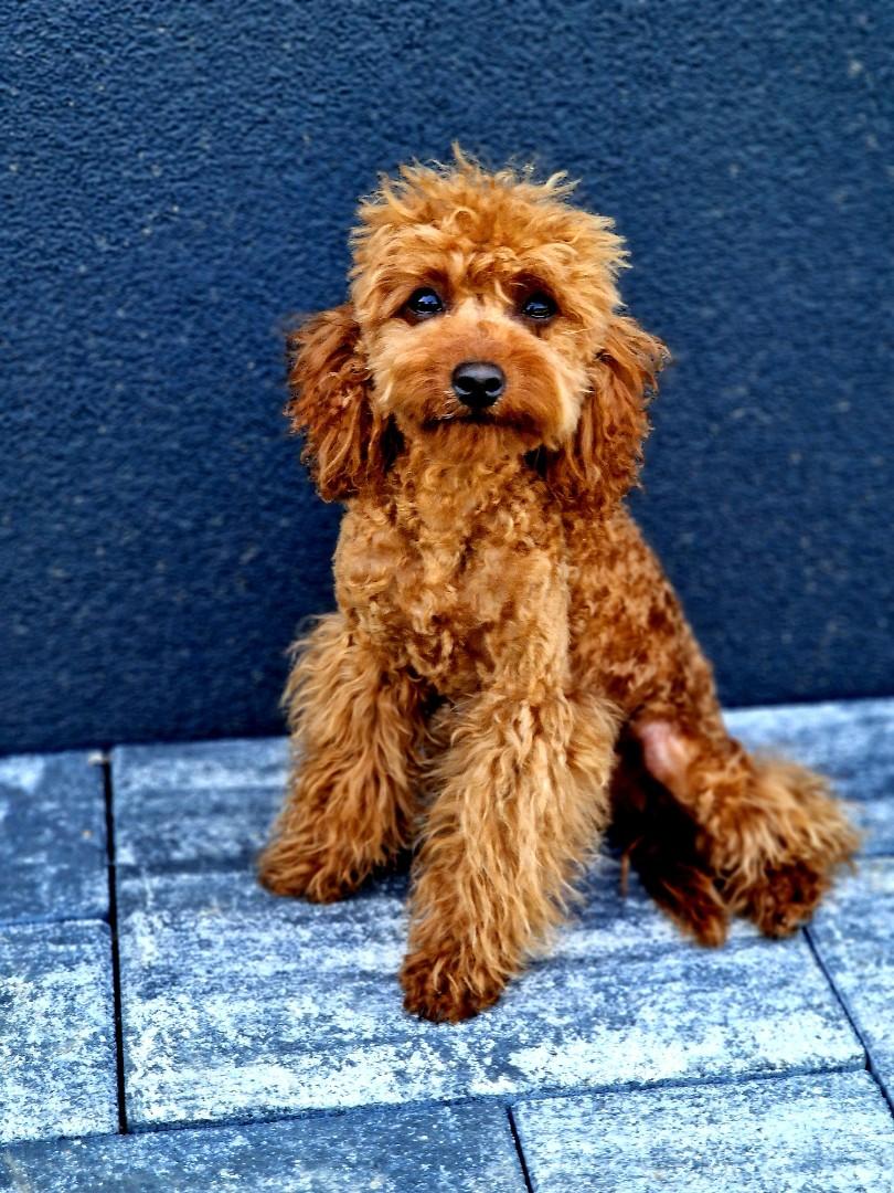 Rasowy pudelek mini toy Red Brown