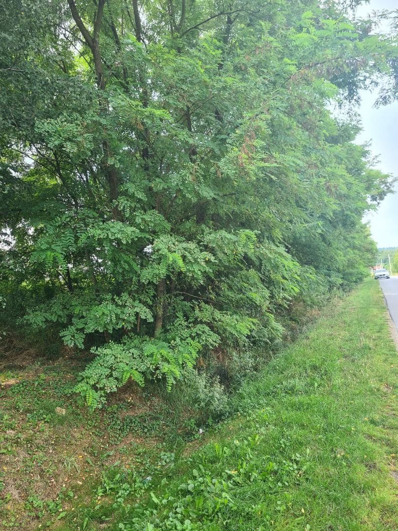 Drzewo do ścięcia 11ar akacja na schody itp