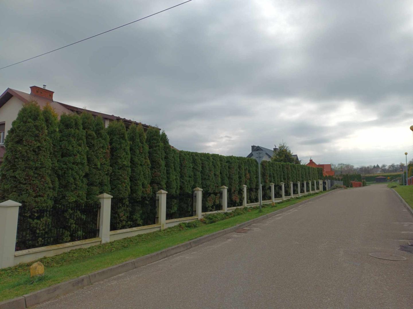 Oferuję obcinanie tui oraz drzew w ogrodzie