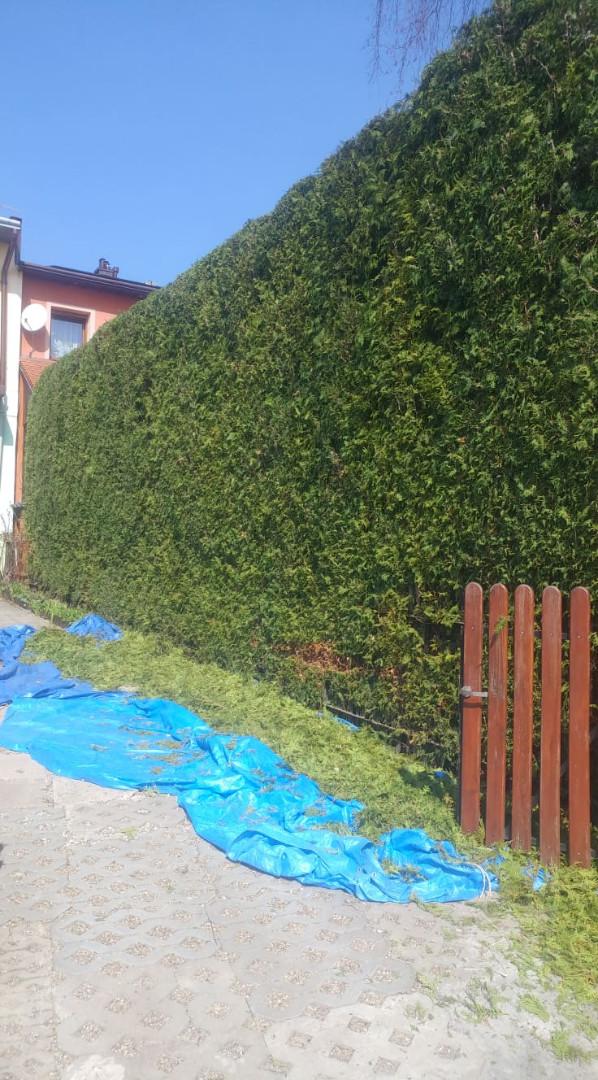 Kompleksowe prace w ogrodzie- obcinanie tui