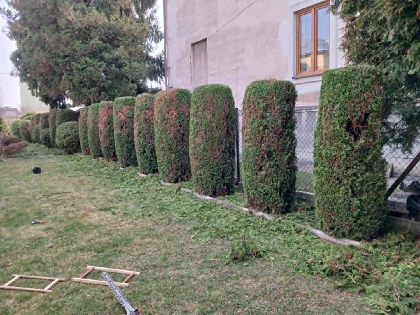 Pielęgnacja w ogrodzie- prace ogrodnicze- obcinanie tui-żywoplotów