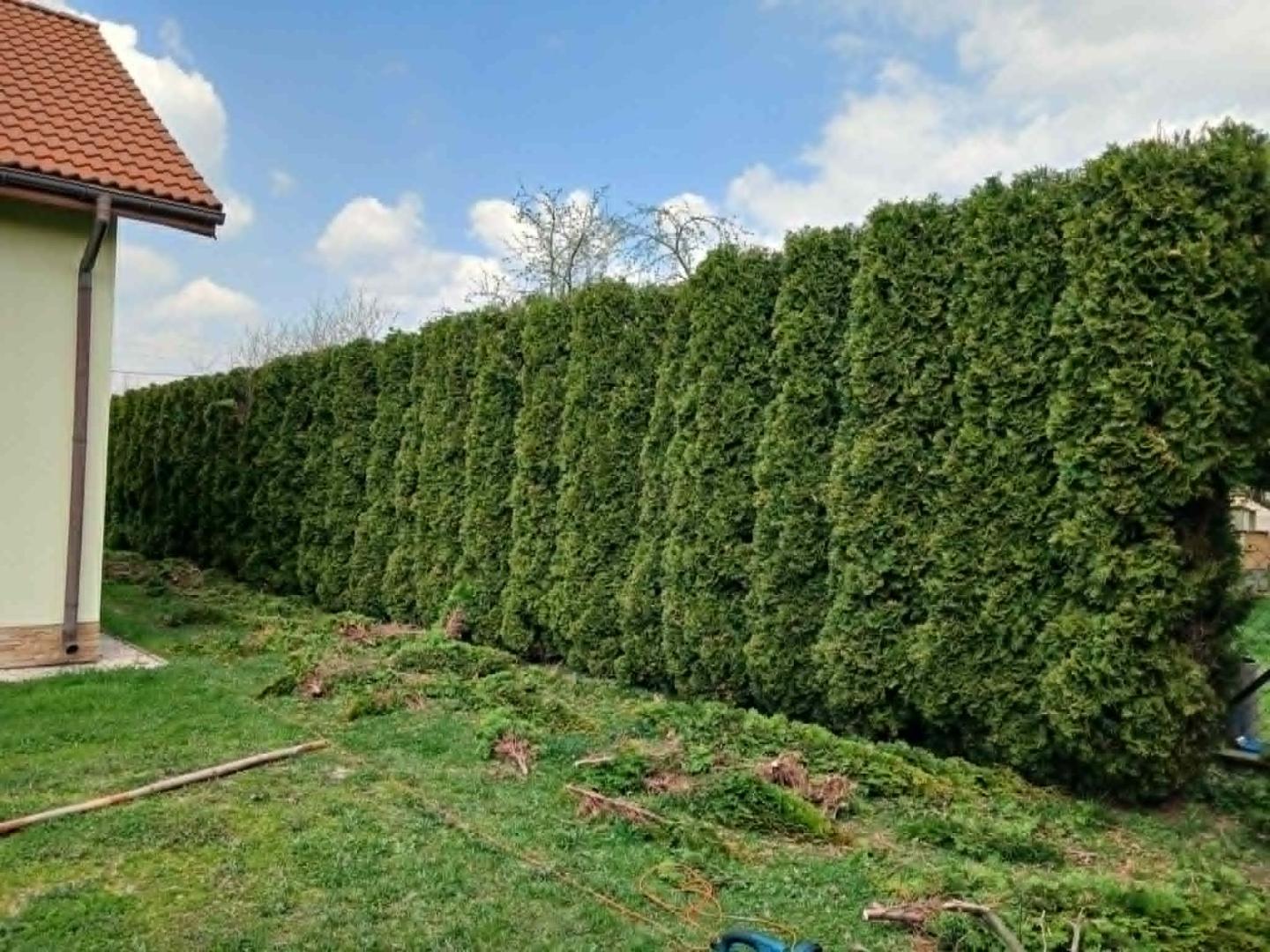 Obcinanie zywopłotów oraz tui