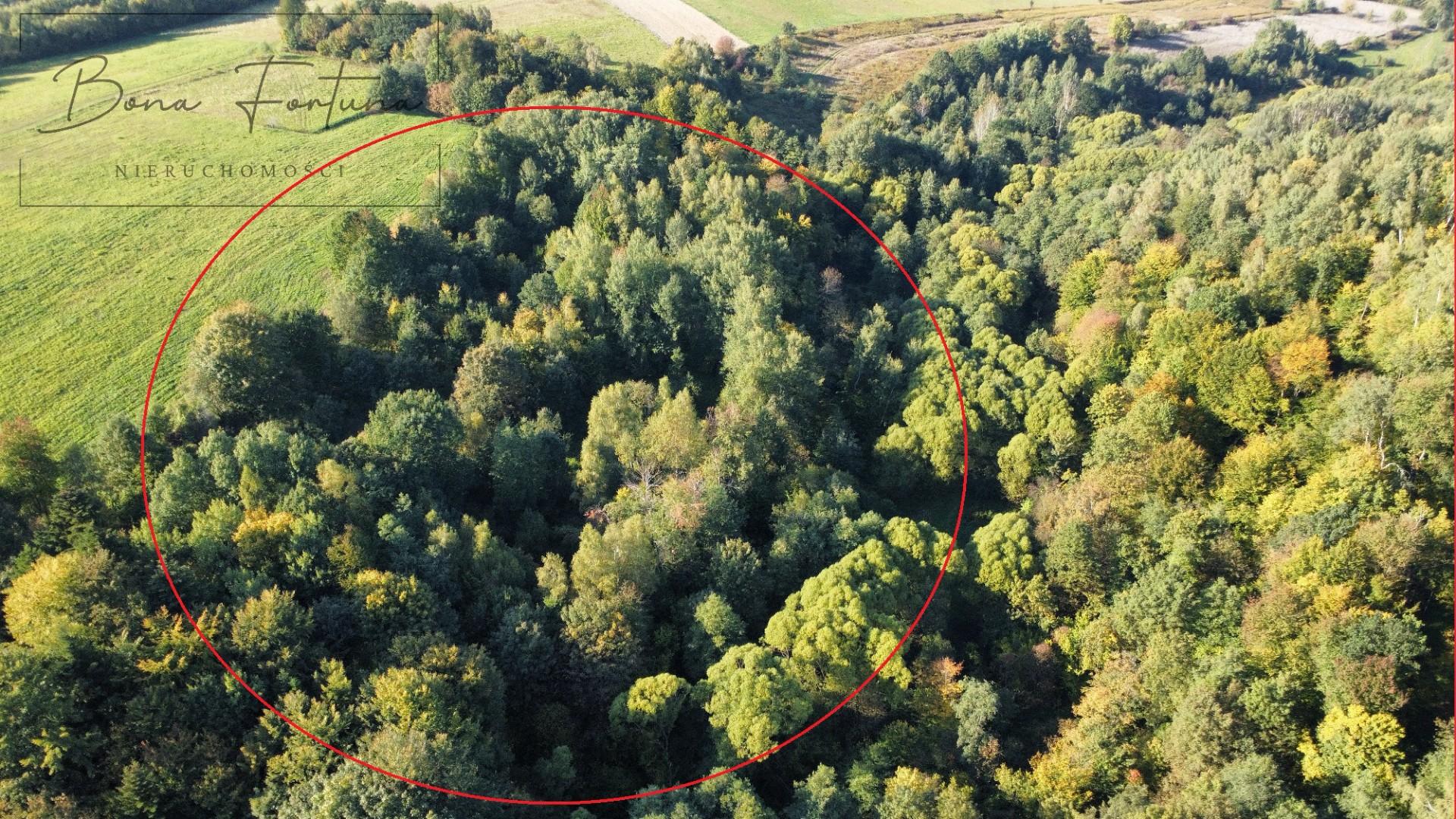Działki rolno-leśne 2,60 ha - Gogołów, gmina Frysztak