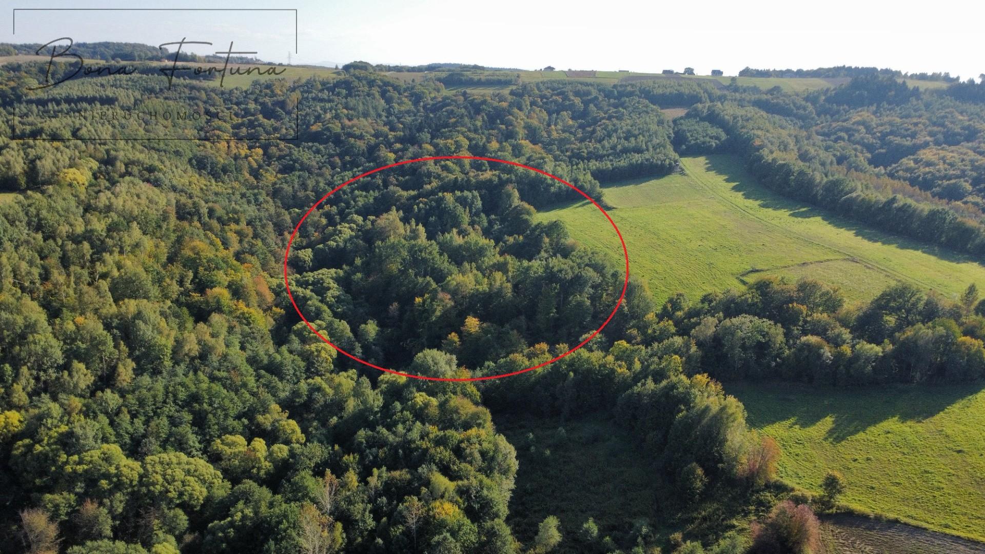 Działki rolno-leśne 2,60 ha - Gogołów, gmina Frysztak
