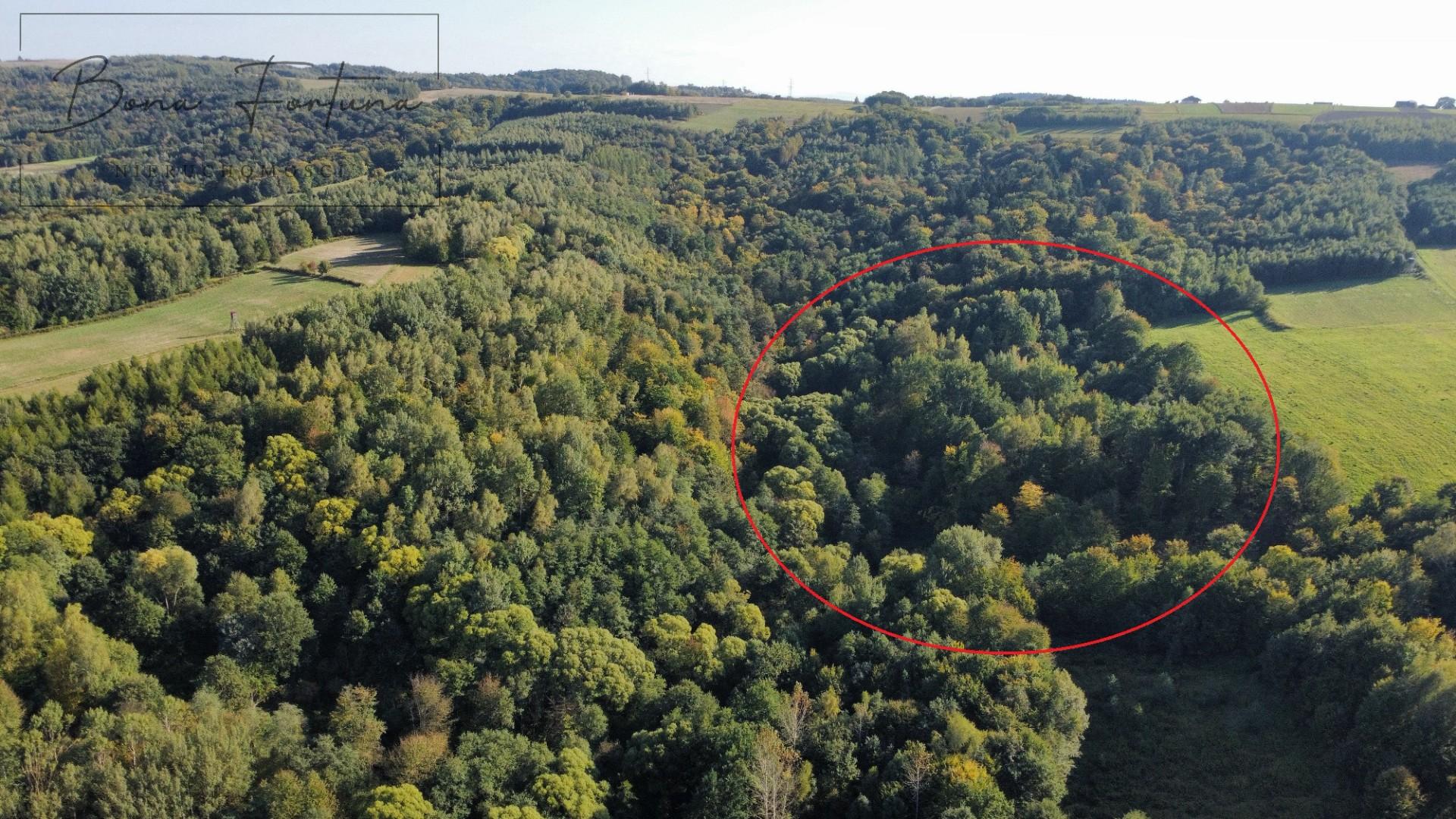 Działki rolno-leśne 2,60 ha - Gogołów, gmina Frysztak