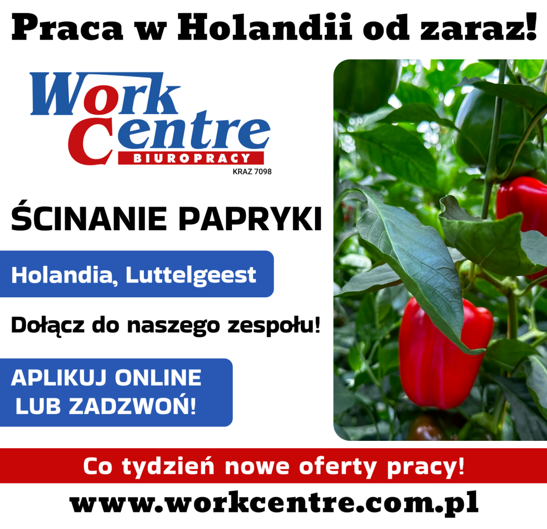 Ścinanie papryki (k/m) Oferta pracy w Holandii
