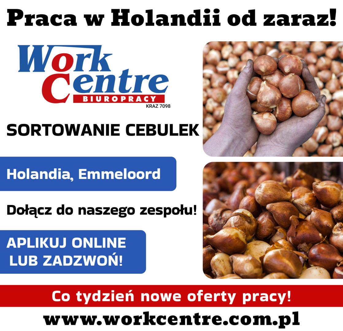 Sortowanie cebulek kwiatowych (k/m) Oferta pracy w Holandii