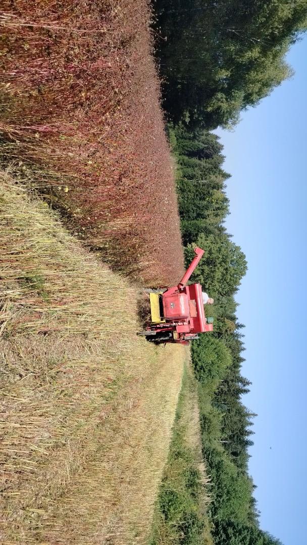 Kombajn Massey Ferguson 30